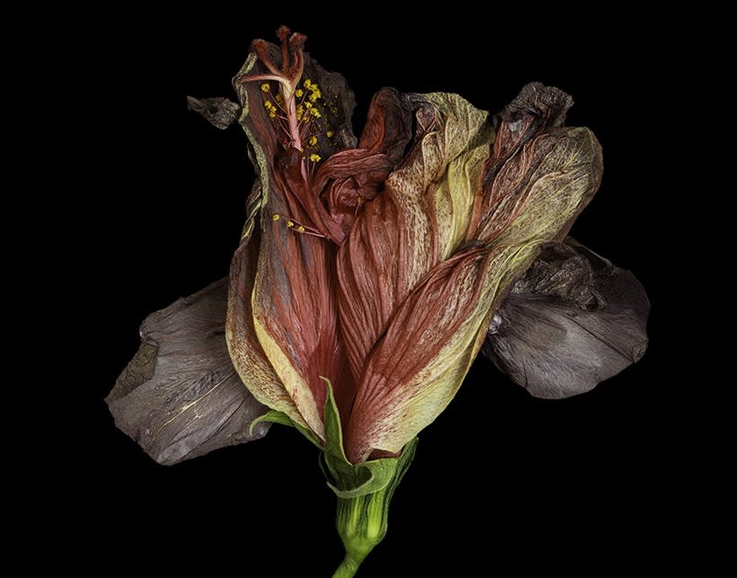 Ardine Nelson, Untitled D-3717