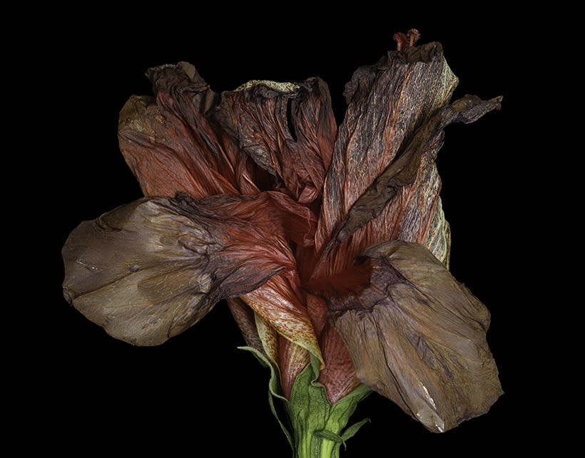 Ardine Nelson, Untitled D-3742