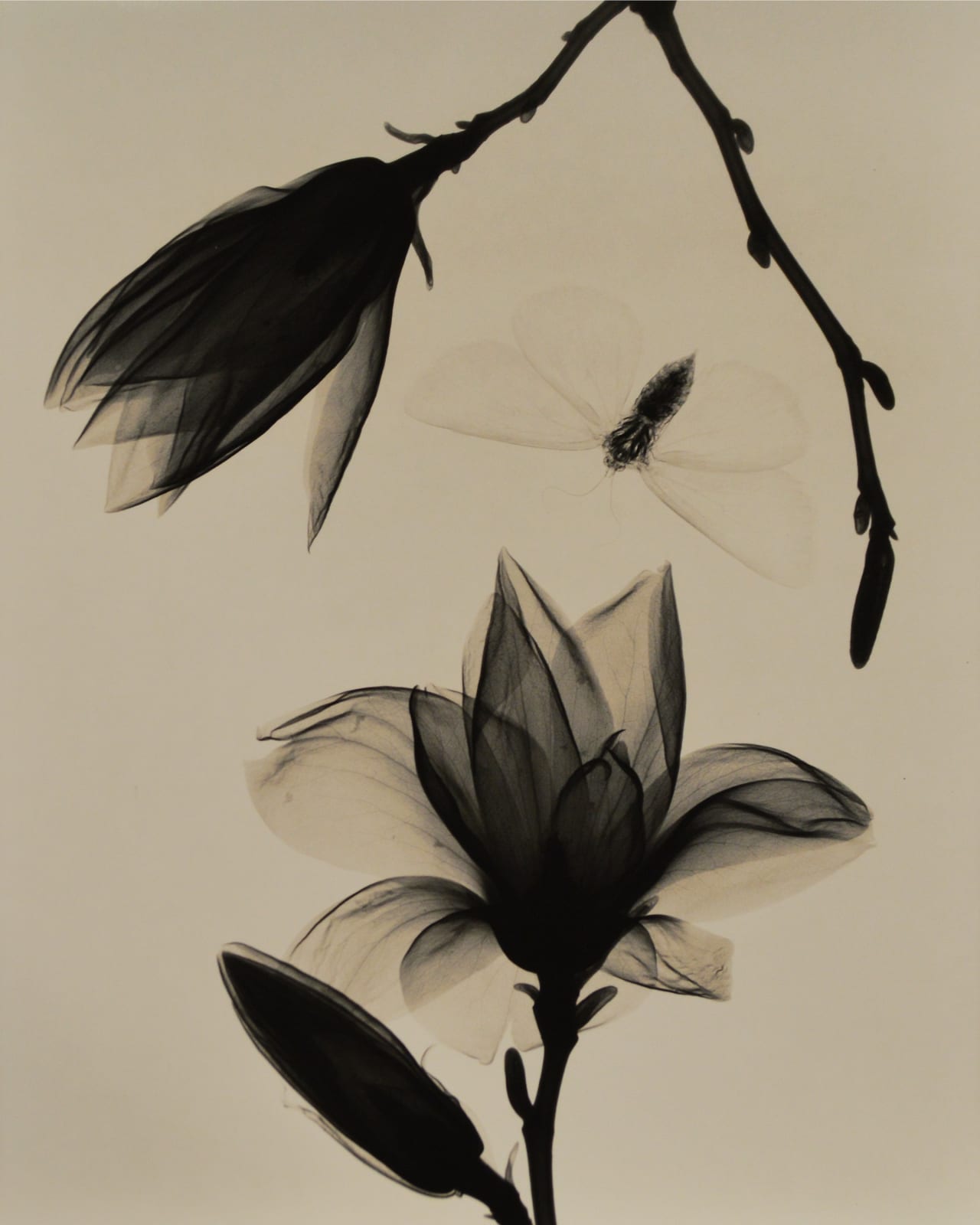 Judith McMillan, Magnolia & Moth - Three Blossoms, 2002