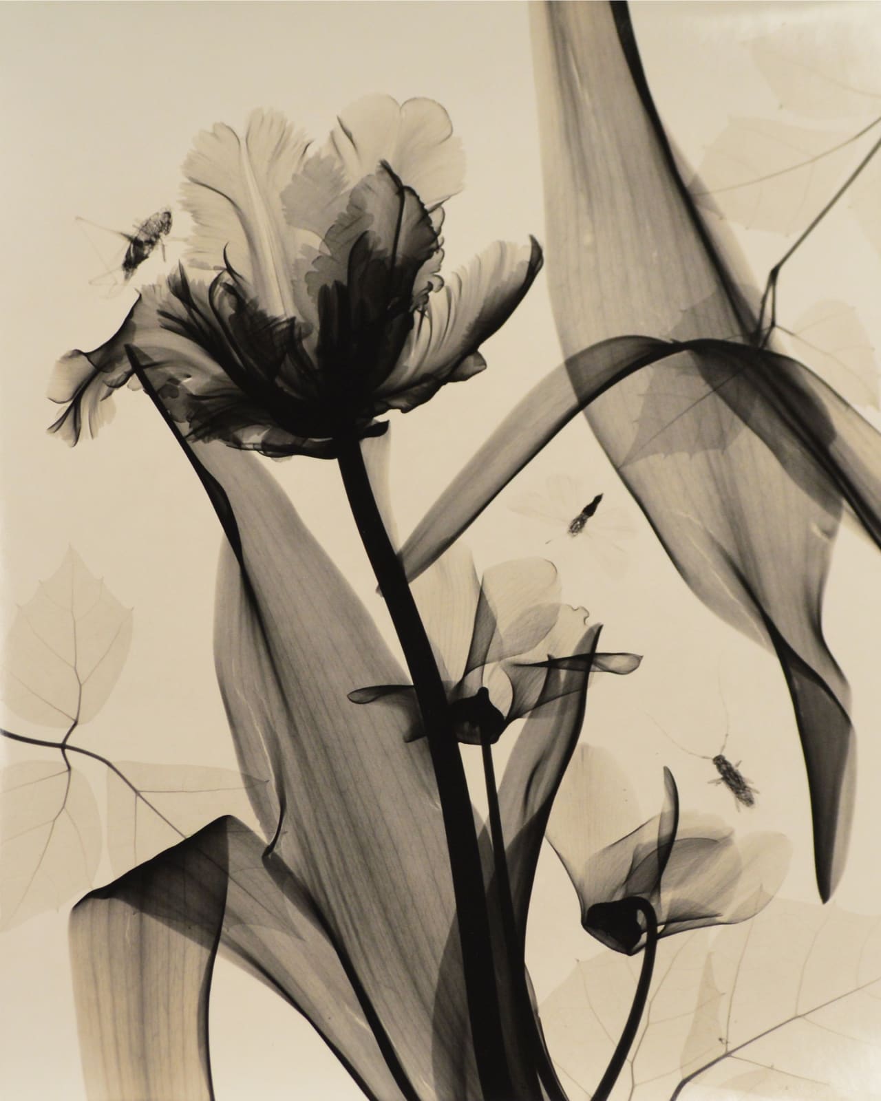 Judith McMillan, Joy