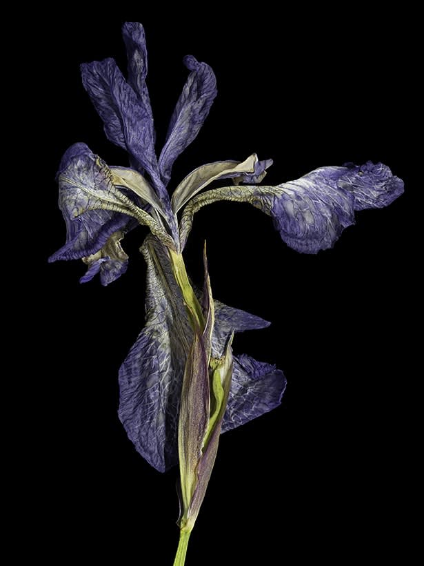 Ardine Nelson, Untitled D-8861