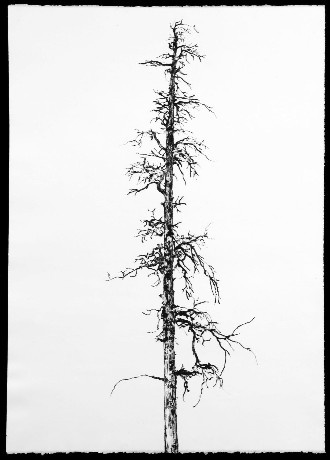 Phyllis Fannin, Survivor