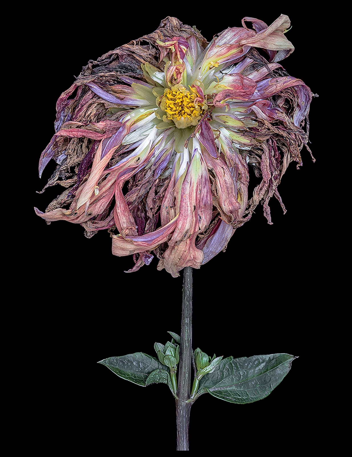 Ardine Nelson, Transitory States 2649, 2019