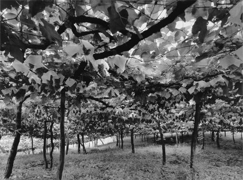 Linda Butler, Grape Vineyard, 2000