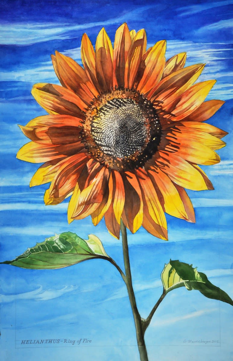 George Mauersberger, Helianthus - Ring of Fire, 2015