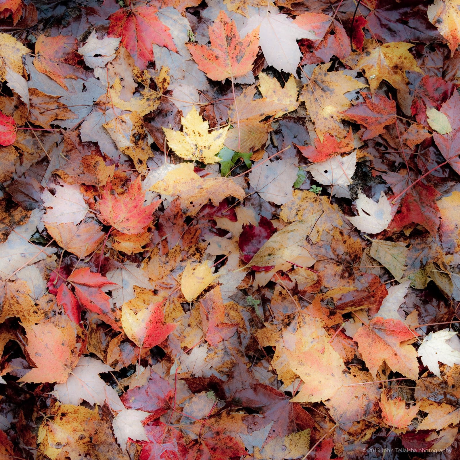 John Tellaisha, Wet Leaves, 2015