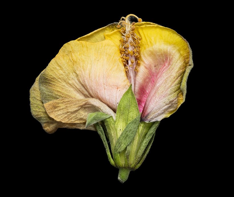 Ardine Nelson, Untitled D-910