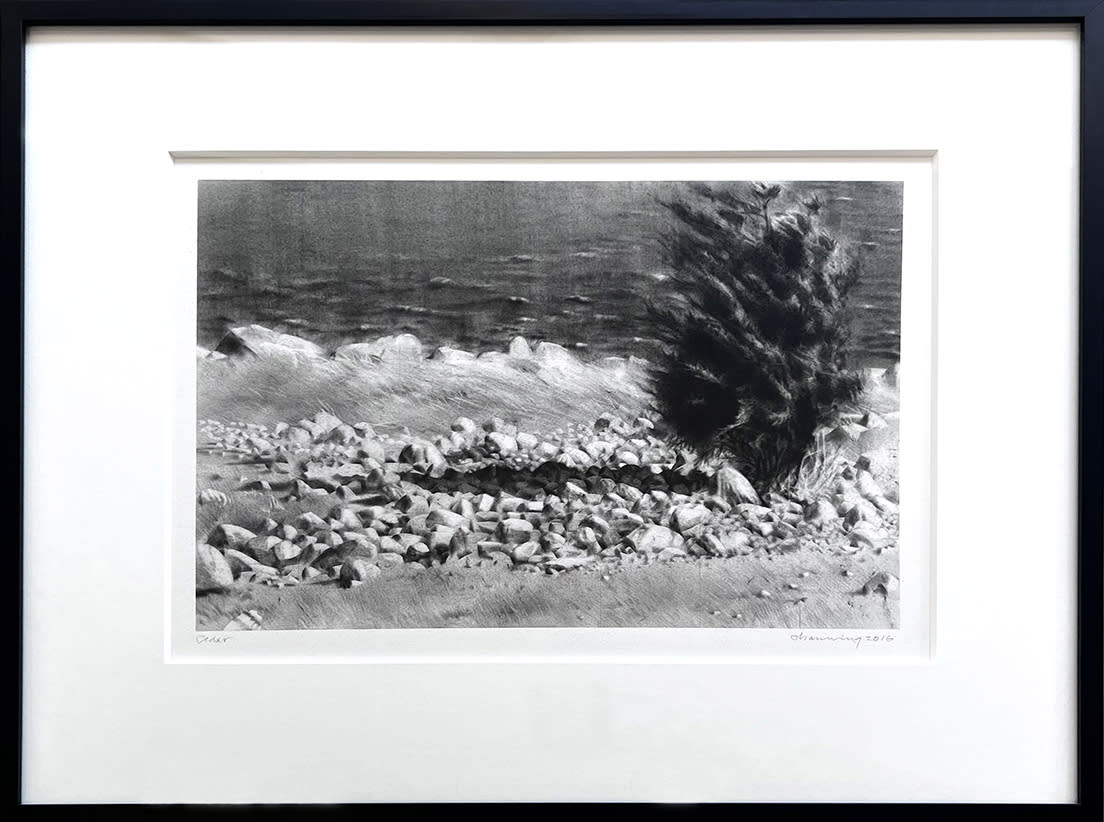 Laurence Channing, Cedar, 2016