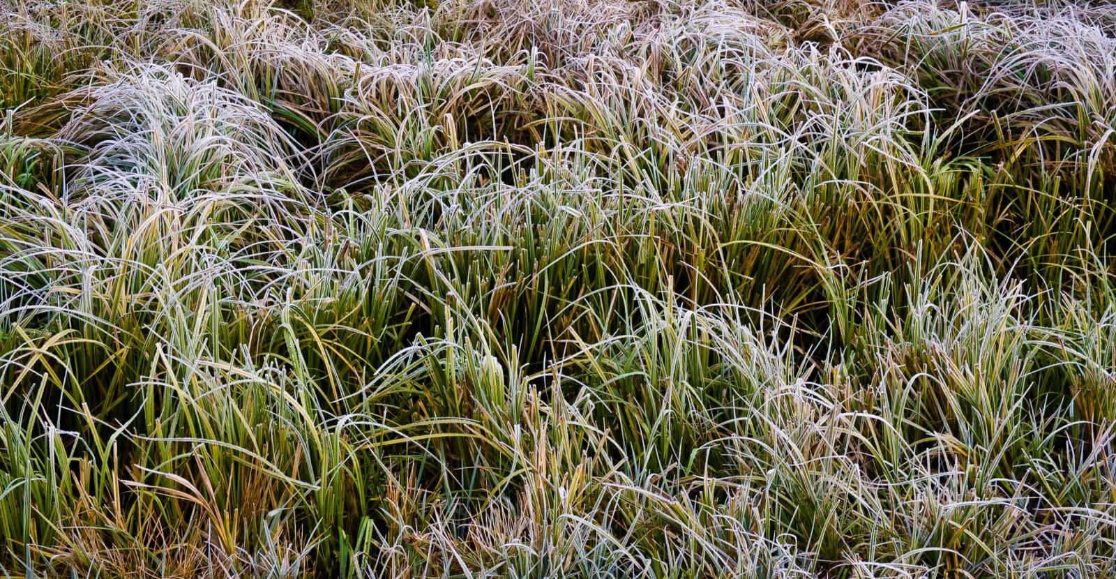 John Tellaisha, Frost, 2012
