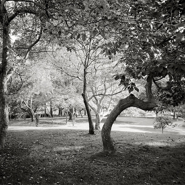 Garie Waltzer, Fine Art Garden #4