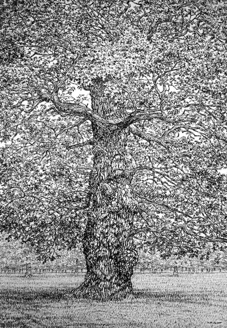 Roy Wright, Early Summer Oak Casts Its Shadows