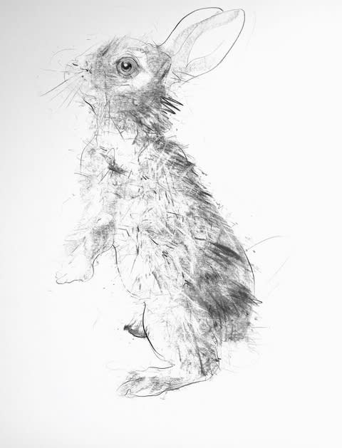 Dave White, Rabbit