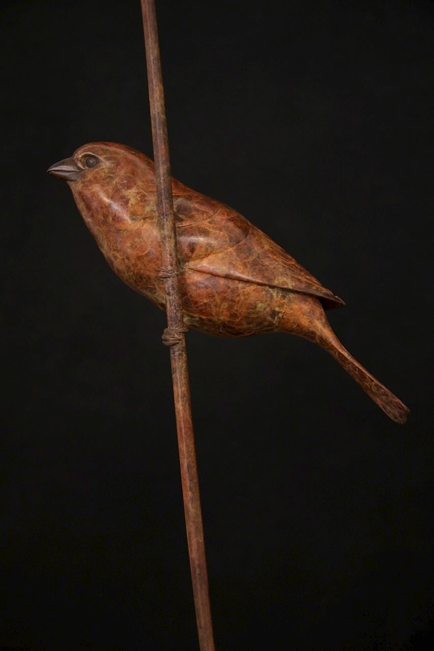 Adam Binder, Sparrow