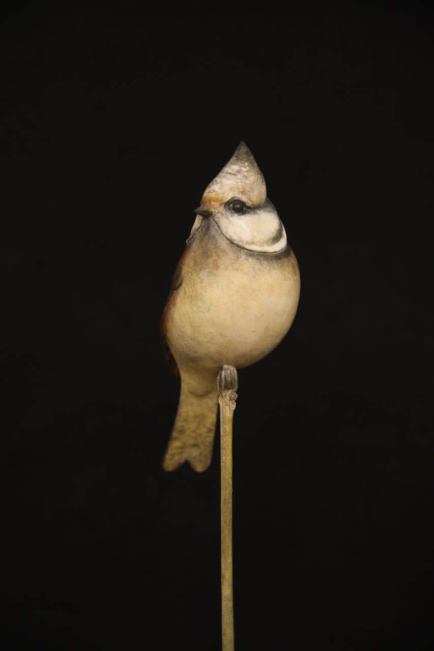 Adam Binder, Crested Tit
