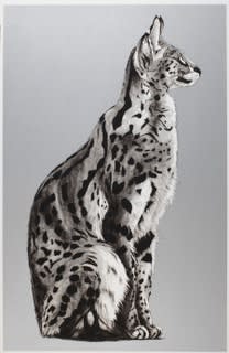 Rose Corcoran, Silver Serval I