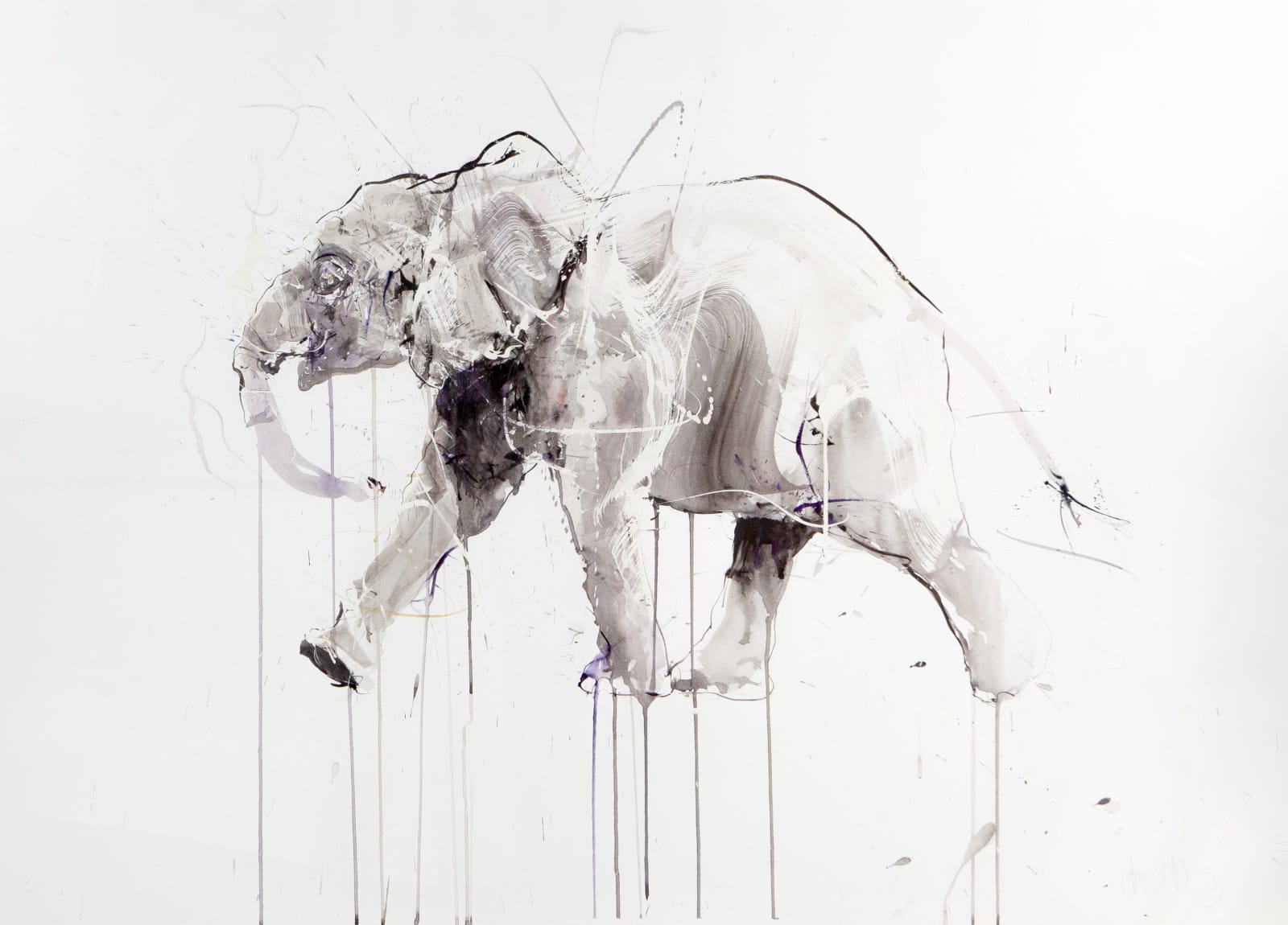 Dave White, Elephant