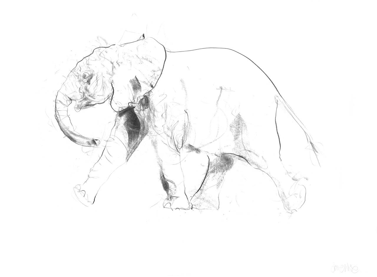 Dave White, Elephant I