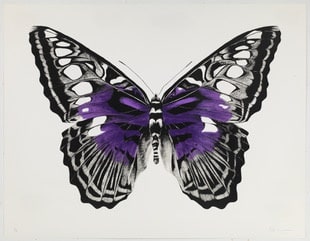 Rose Corcoran, Butterfly Purple