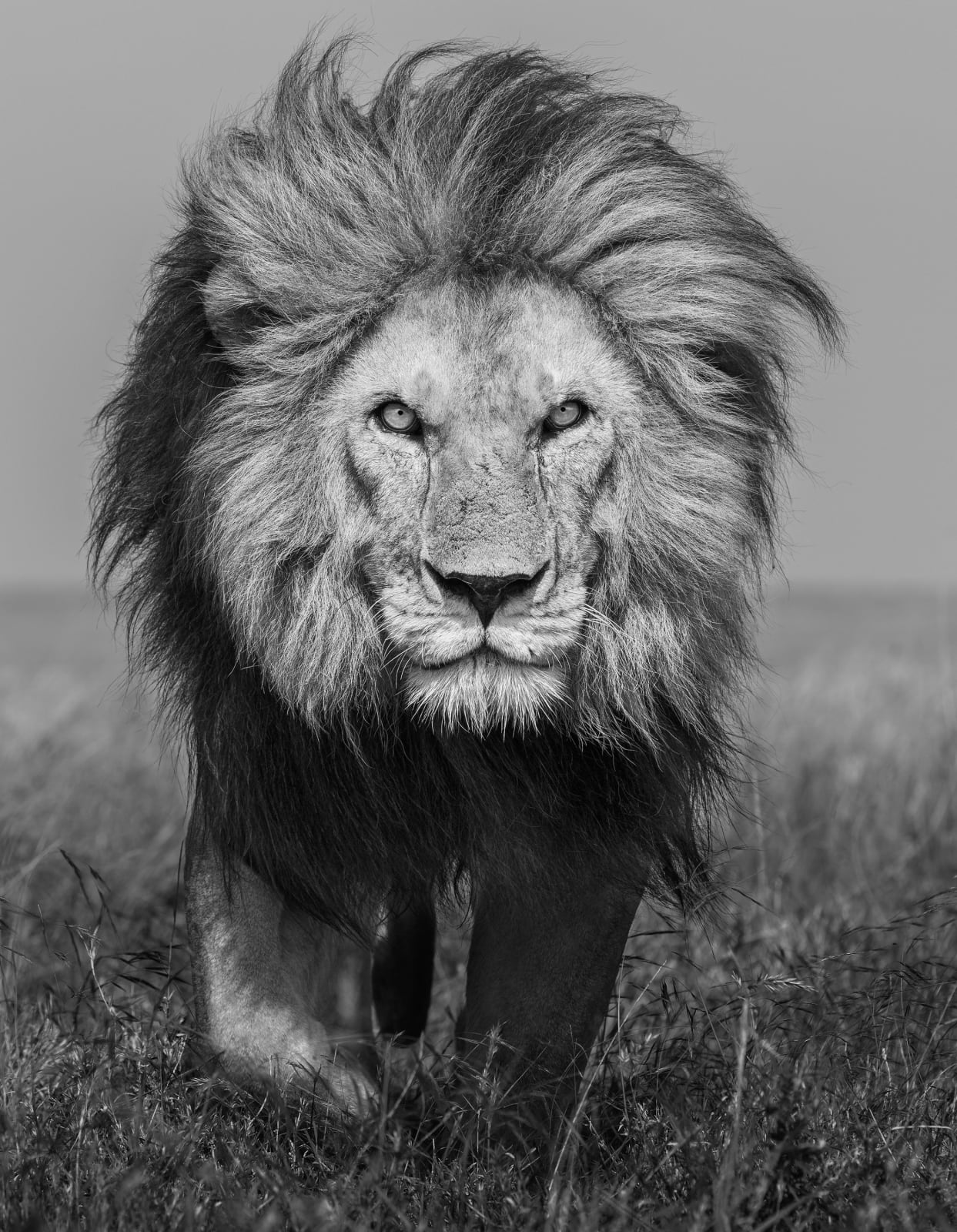 James Lewin, Bob Jr. Serengeti, Tanzania