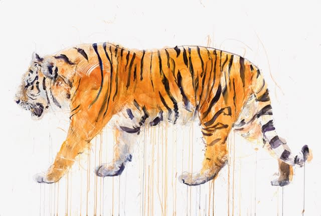 Dave White, Tiger