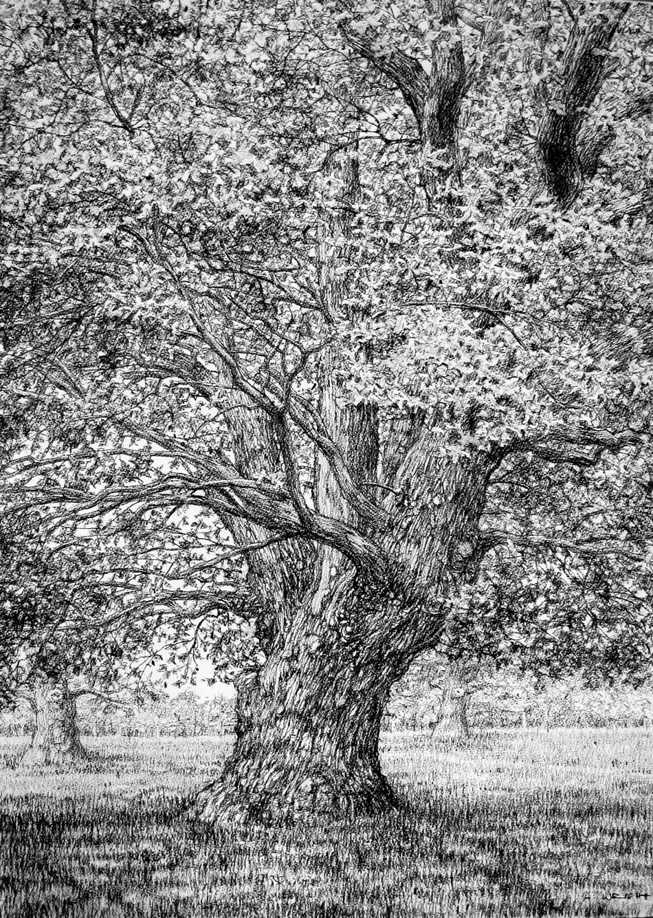 Roy Wright, Beneath The Summer Oak