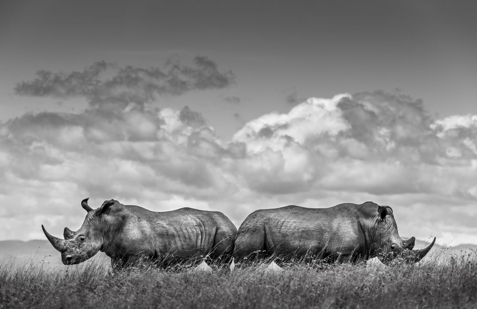 James Lewin, Back To Back. Borana Conservancy, Kenya