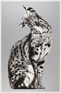 Rose Corcoran, Silver Serval II