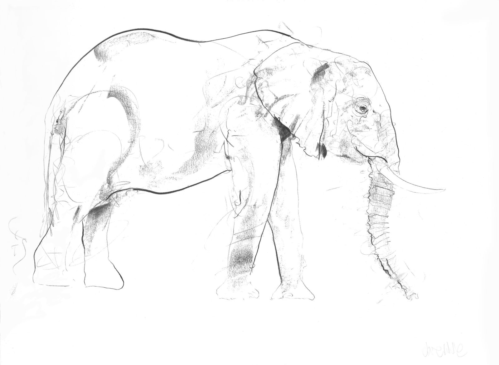 Dave White, Elephant III