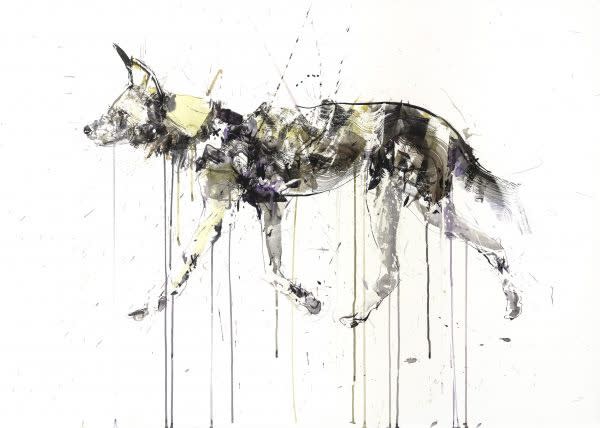 Dave White, African Hunting Dog