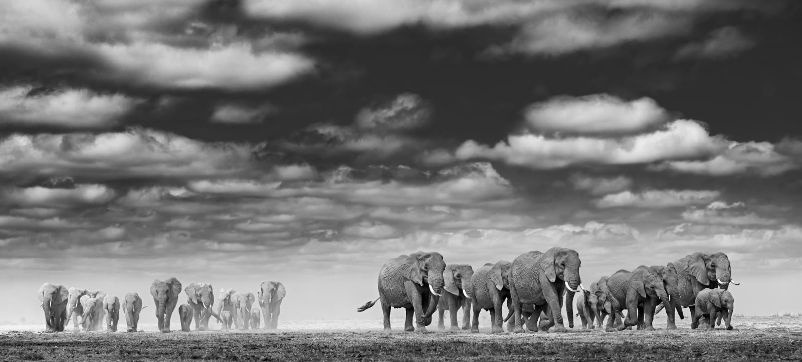 James Lewin, The Final Mile To Water. Amboseli, Kenya