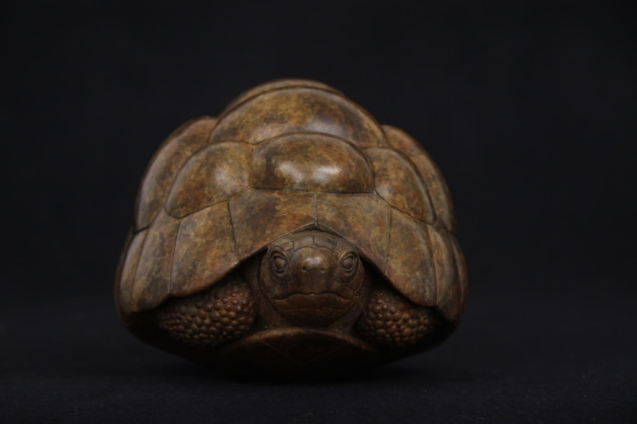 Adam Binder, Tortoise