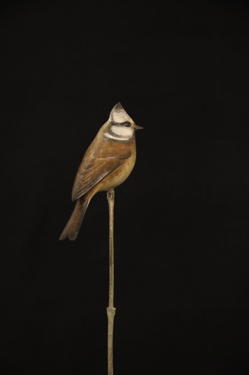 Adam Binder, Crested Tit