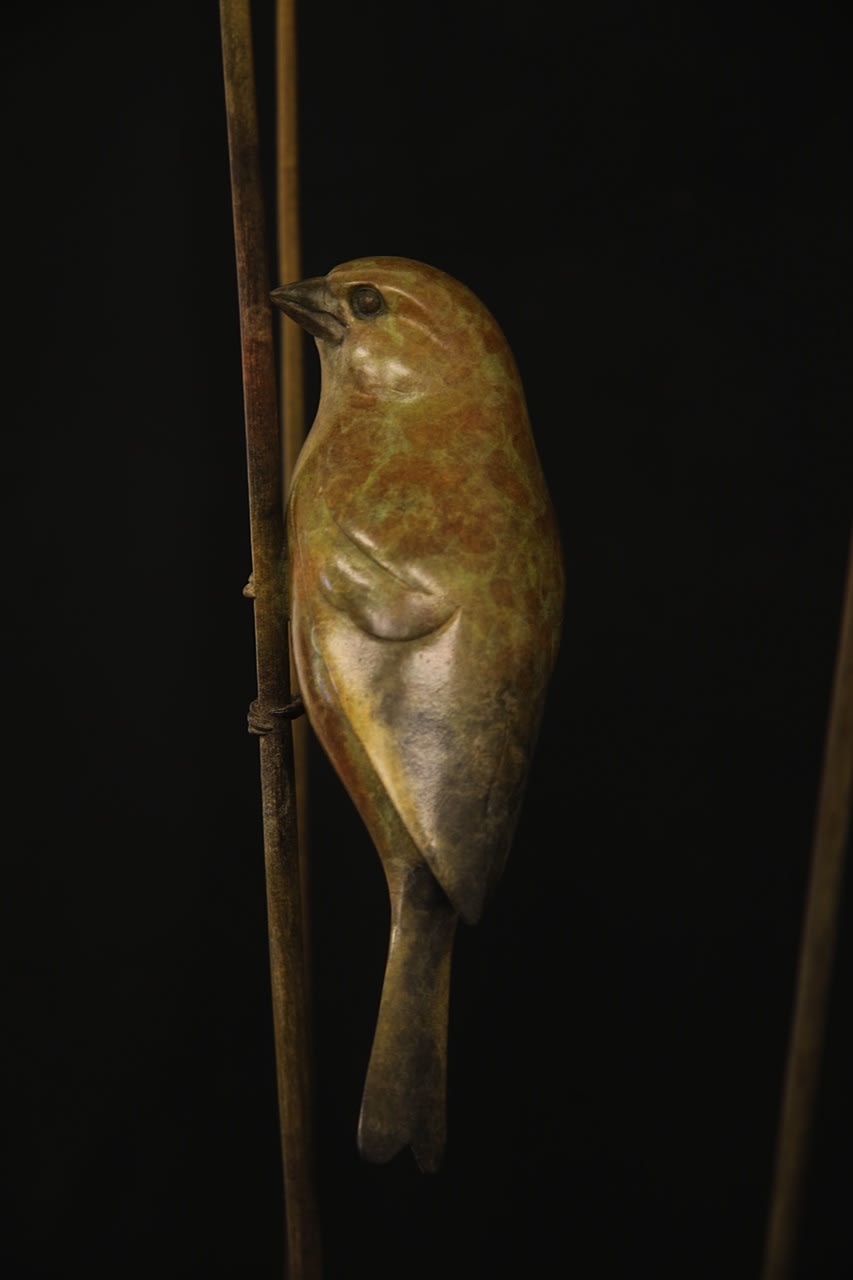 Adam Binder, Greenfinches
