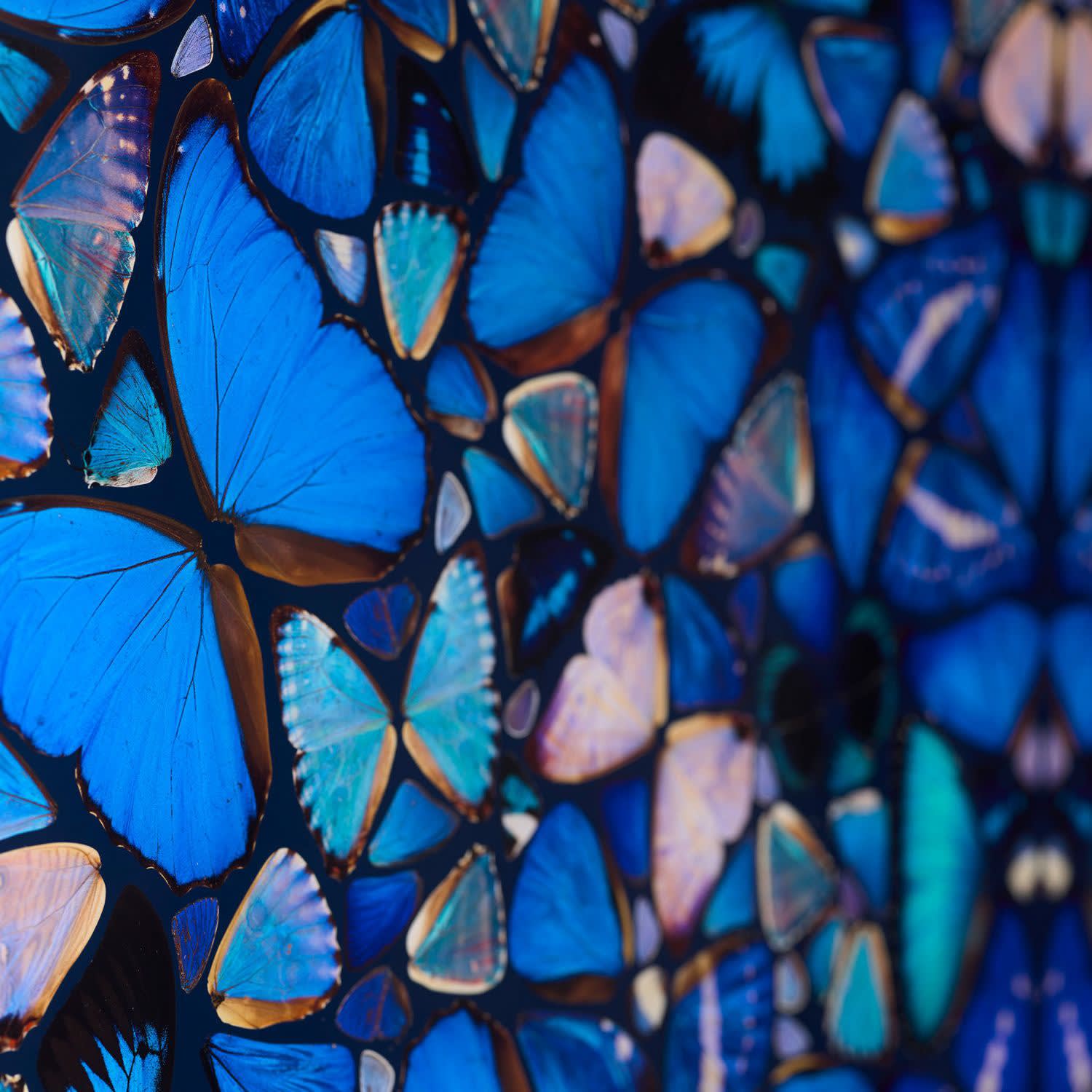 Damien Hirst, The Aspects - Mercy