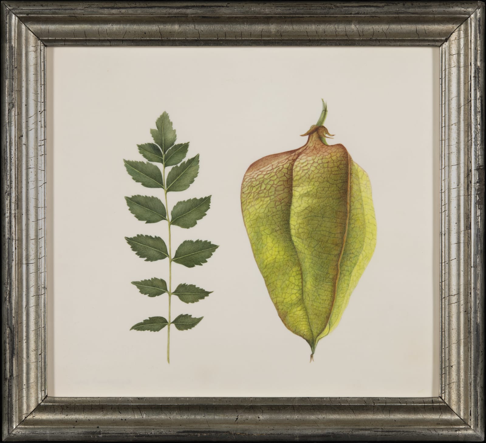 Brigid Edwards, Koelreuteria paniculata, 2020