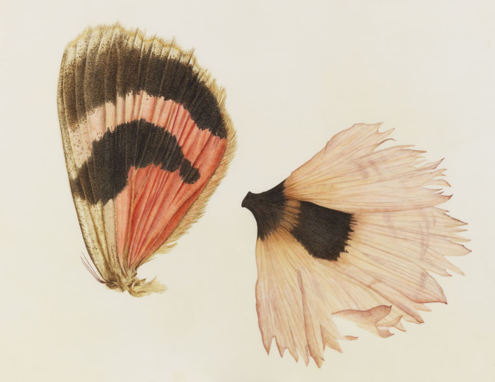 Brigid Edwards, Moth Wing & Poppy, 2016