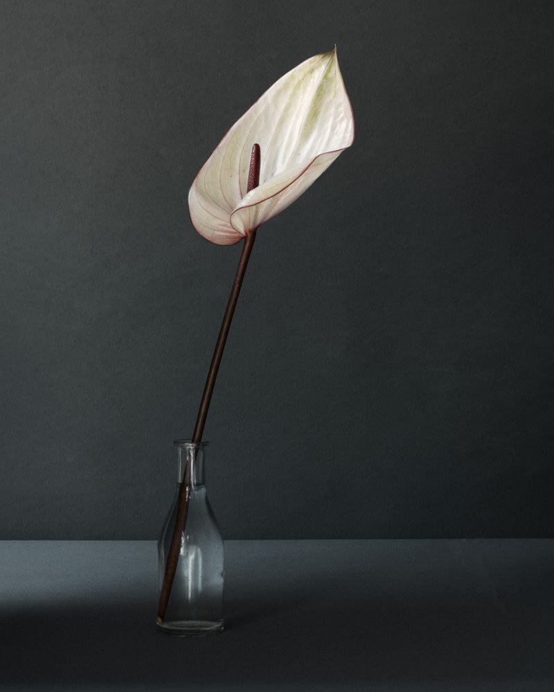 Puck Soetens, Anthurium in a glass vase
