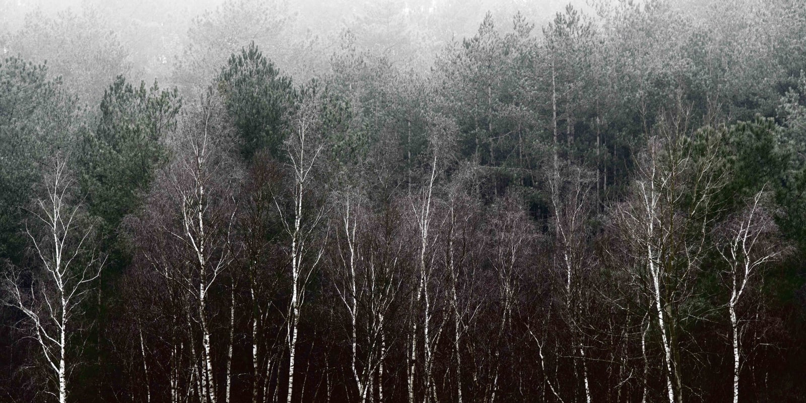 Karen Winnubst , Woods I