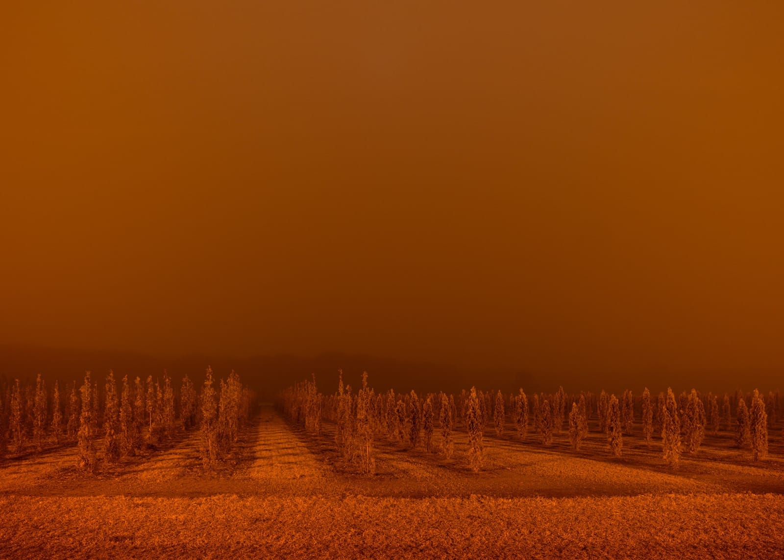 Mischa Keijser, Boomkwekerij, Ulvenhout, 2015