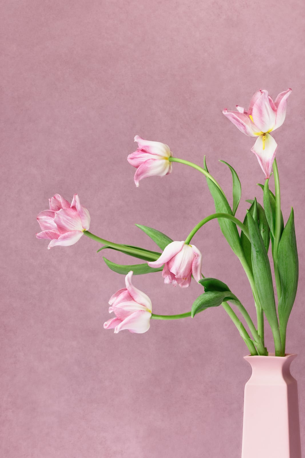 Puck Soetens, Tulpen in een roze vaas