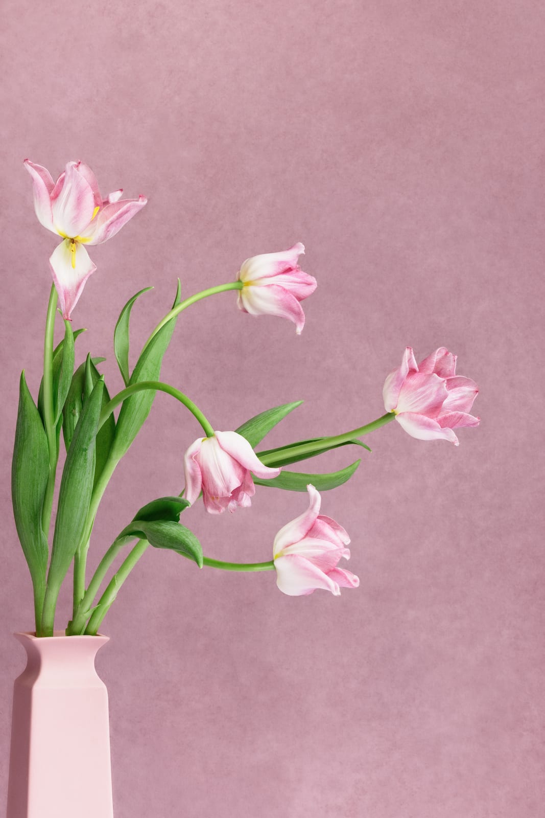 Puck Soetens, Tulpen in een roze vaas