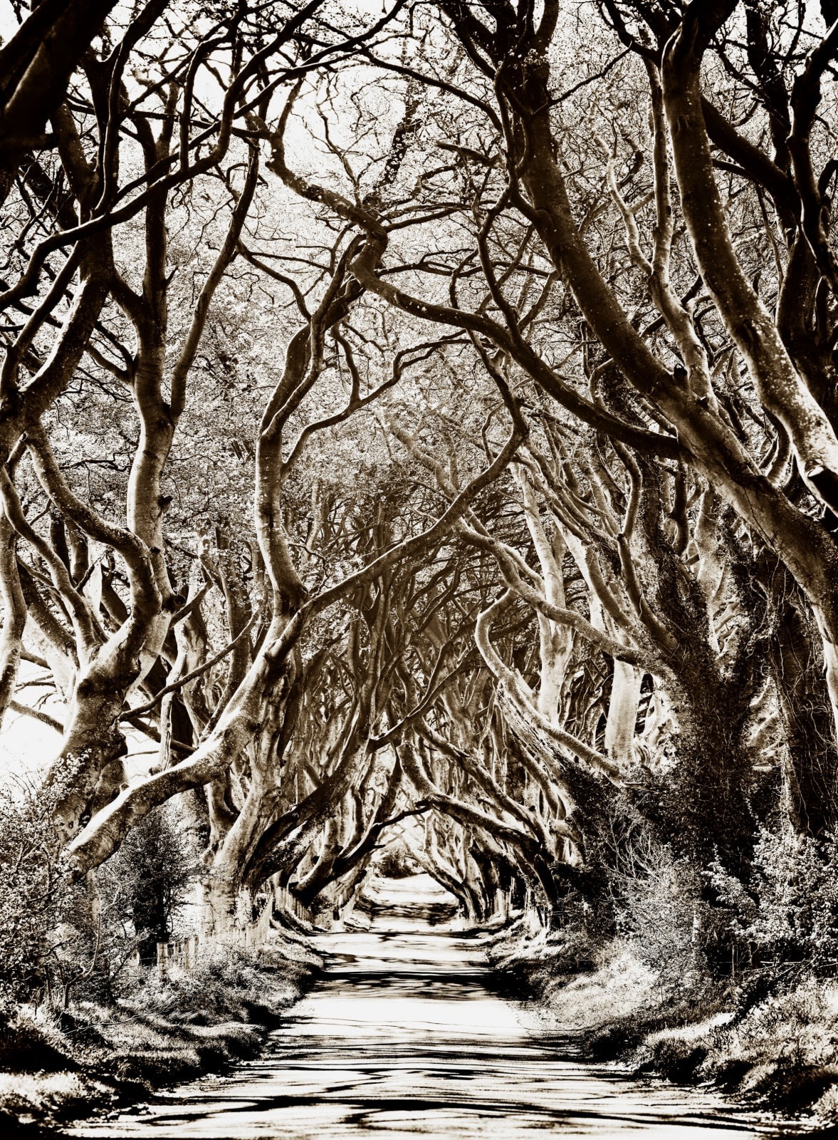 'Dark Hedges' archival pigment print paper size A: 16 x 20 inches / 40 x 50 cm approx. paper size B: 20 x 24 inches / 50 x 60 cm approx. paper size C: 28 x 35 inches / 71 x 89 cm approx. paper size D: 35 x 47 inches / 88 x 119 cm approx. paper Size E: 44 x 65 inches / 112 x 165 cm approx. 5 editioned sizes with 25 prints per size signed and dated by the artist