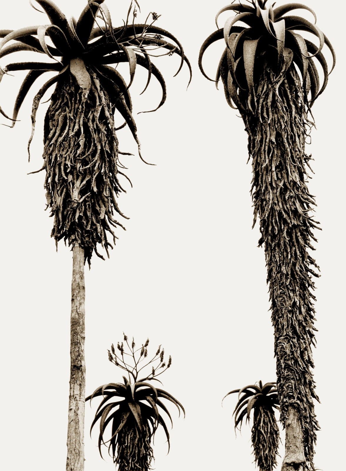 'Masvingo Aloes' archival pigment print paper size A: 16 x 20 inches / 40 x 50 cm approx. paper size B: 20 x 24 inches / 50 x 60 cm approx. paper size C: 28 x 35 inches / 71 x 89 cm approx. paper size D: 35 x 47 inches / 88 x 119 cm approx. paper Size E: 44 x 65 inches / 112 x 165 cm approx. 5 editioned sizes with 25 prints per size signed and dated by the artist