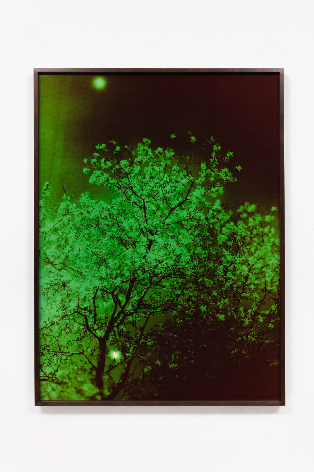 André Feliciano, vaga-lumes fotográficos, série prospect park 5, 2020