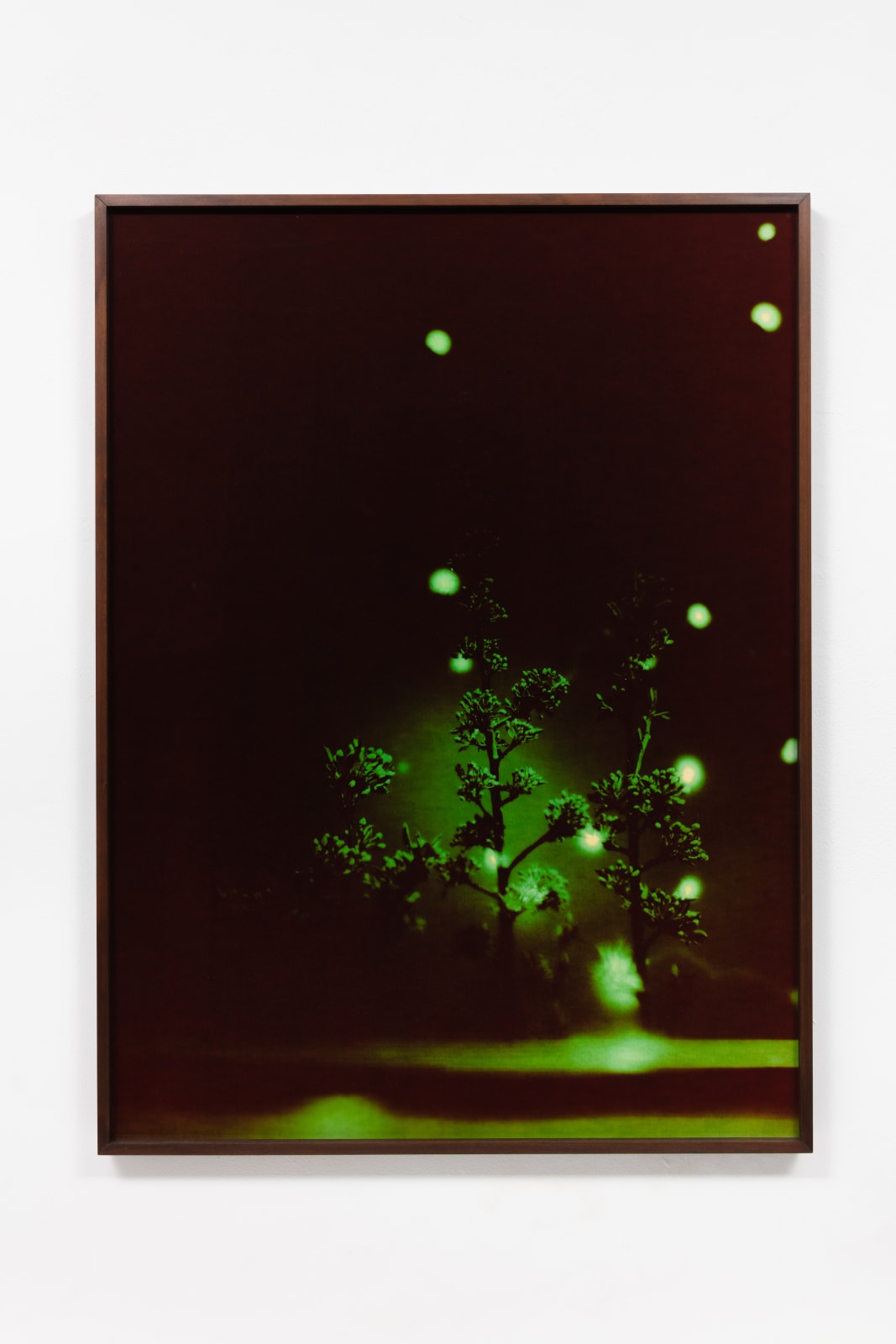 André Feliciano, vaga-lumes fotográficos, série prospect park 4, 2020