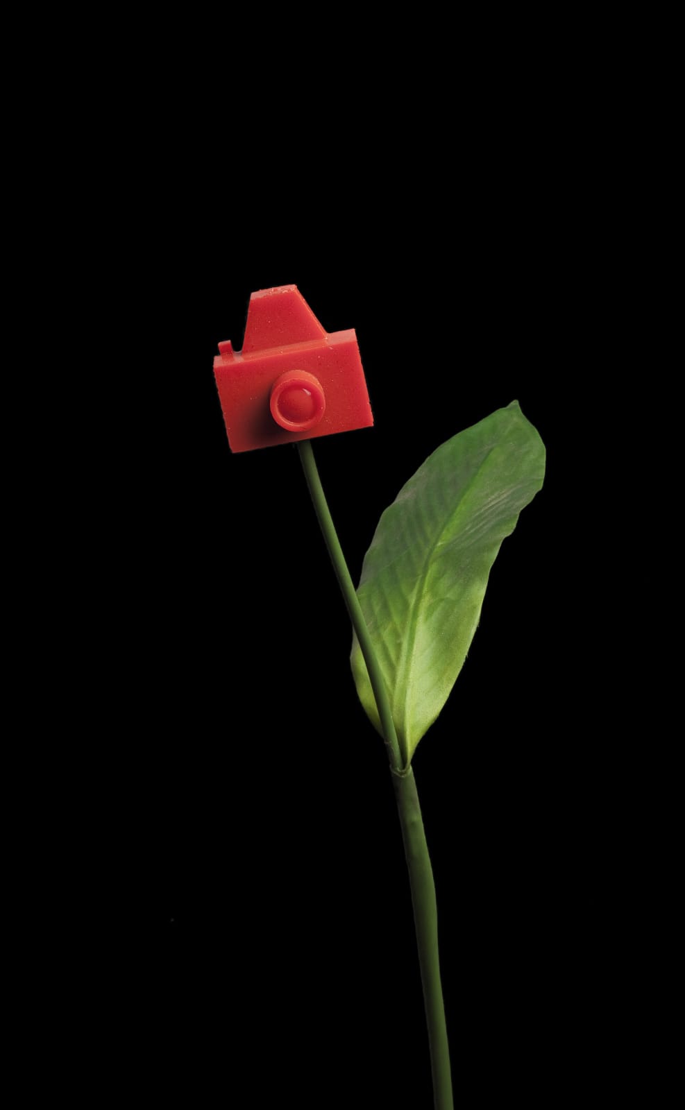 Jardineiro André Feliciano, Fruto fotográfico (Safra 2010/2011), 2010/2011