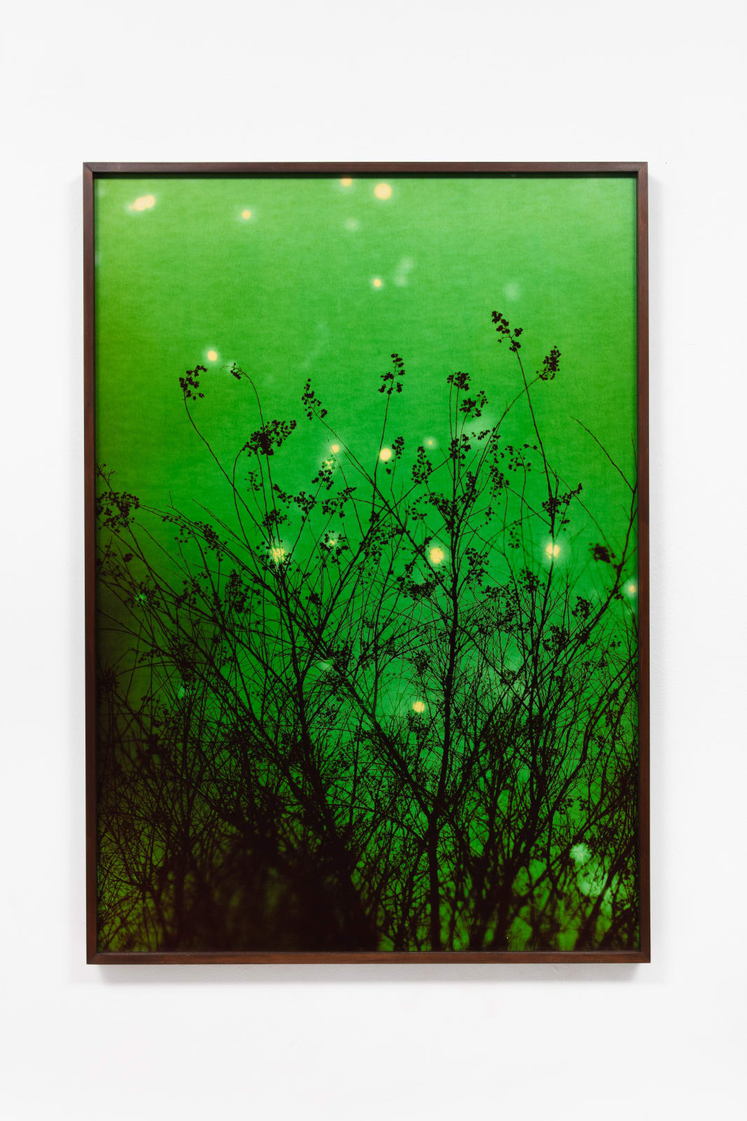 André Feliciano, vaga-lumes fotográficos, série prospect park 8, 2020