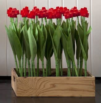 Jardineiro André Feliciano, Caixa de flores fotográficas, 2011