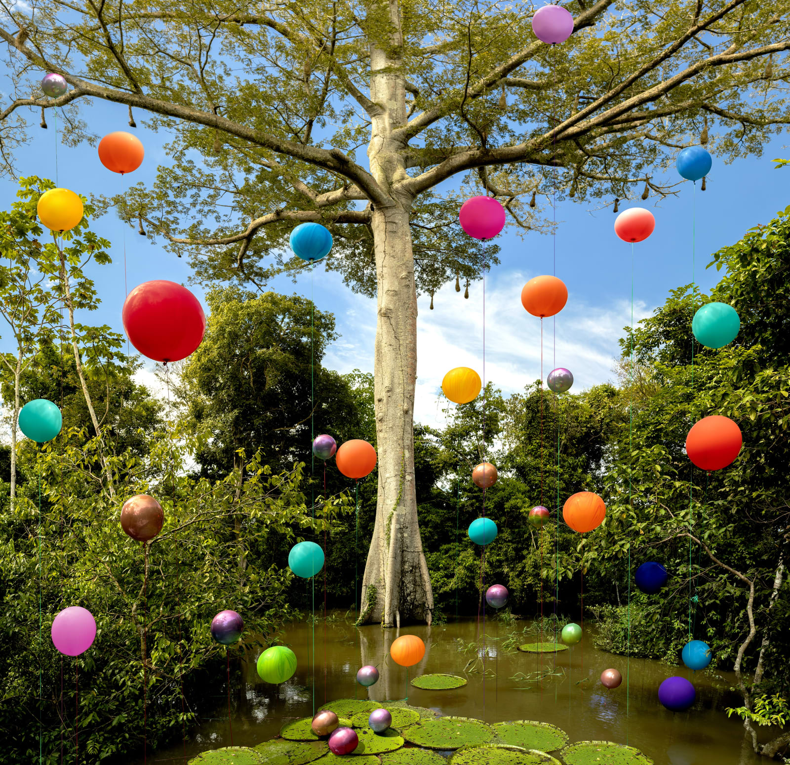 Flávia Junqueira, Amazonia #1, Lago Janauari, Árvore Sumaúma, 2019