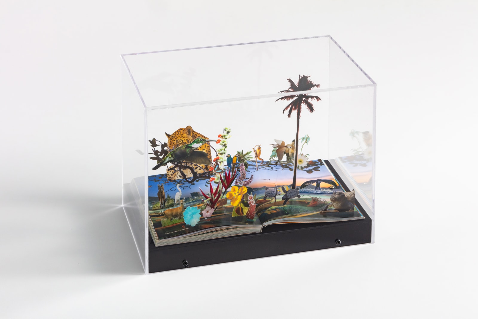 Daniel Escobar, Praia de Copacabana (Parque Nacional), 2020